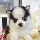 강아지분양 애견입양 아이러브독 인천점 이미지