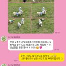 도그모루 애견유치원 이미지