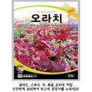 모종샐러드