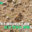 꿀벌 동물병원 이미지