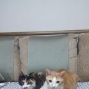 달달한 고양이 이미지