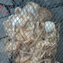 왕쭈꾸미 이미지