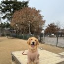 김포 보스독 | 대형견 서울 운동장 | 상암 월드컵공원 반려견 놀이터 | 대형견 출입 가능 운동장