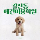 반값애견 | 갈산동애견미용학원 생생한 후기 알아보기
