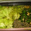 자연부화장 이미지