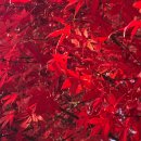 안양시시립만안도서관 | [20251203]안양시립만안도서관 오르막길 단풍 불타오른다