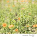 나비야놀자 이미지