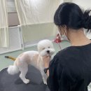 솔펫 애견미용놀이터 이미지