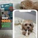 강아지 이갈이 장난감 추천 베러본 소프트 우드스틱 솔직 후기