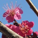 매화나무집 이미지