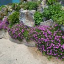 오네노네 이미지