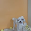 그루아미 이미지