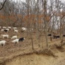 임실목장 이미지