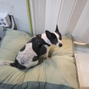 오락반장요미 이미지