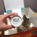 카카오 이미지