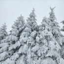 1/11(일)제229차 정기산행 평창 선자령/정욱회장님 이미지