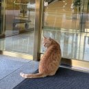 제주하와이호텔 | [제주] 제주 5성급 We호텔 / 제주 WE호텔 내돈내산 투숙 후기 / 제주 위호텔 뷔페