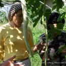 춘천농장 이미지