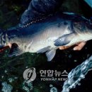 고향어로 이미지
