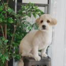 트레밍MM 이미지