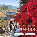 강진-38 | 강진 남미륵사 철쭉 개화 실시간(26년 4월 16일)