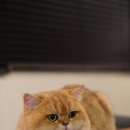 애월캐터리 이미지