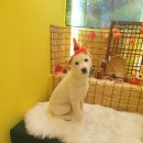 애견목욕탕 이미지