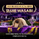 하나켄넬 이미지