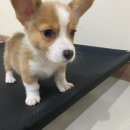 고쳐줄개 이미지