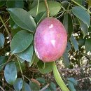 머루다래 이미지