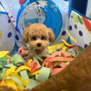 멍스쿨 전주애견유치원 애견호텔 이미지