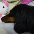 스마일플러스동물병원 이미지
