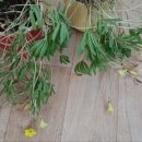 노랑퍼피 이미지