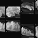 서현 덴탈 이미지