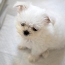 울산동물영상센터 이미지