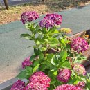 한라수목원 이미지