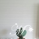 천우다육