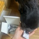 찐펫 | 강아지 영양제 입맛 없는 여름철 찐펫 이뮨 서포트 홍삼 사료 먹여봤어요