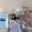 봉곡동194 | [구미/봉곡동] 펫 프리미엄 셀렉샵 '호아(HOA)' (반려동물용품점)