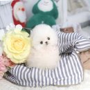 더펫 강아지분양 고양이분양 일산본점 이미지