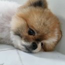 어서오시개 이미지