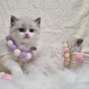 대전고양이분양 비비냥 이미지