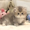 의령사랑병원 | 의령고양이분양 경남 의령에서 건강한 고양이 가정분양 알아보기 도레미캣