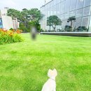 까까오독 애견미용실 | 당진 펠리크독 가위컷 후기 곰돌이컷 잘하는 당진애견미용실