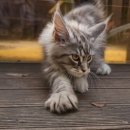 시바견분양.kr 이미지