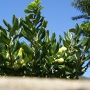 푸른나무 이미지