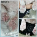 럭셔리하개 | 에너비스 호쿠도탄산스파 (습진)