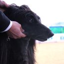 Dog Do Daum카페