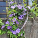 클레마티스 이미지