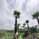 마로니에 미니골프 | 제주 아이랑 가볼만한곳 마로니에 미니골프 카페